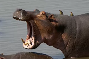 Ben Cranke Gallery: Hippopotamus, South Luangwa National Park, Zambia
