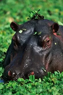 Images Dated 3rd September 2005: Hippopotamus surrounded by green leaves in pond, close-up