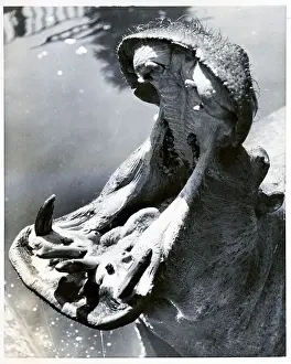 Hippopotamus Prints: Hippopotamus Yawning