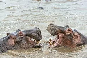 Images Dated 20th February 2014: Hippopotamuses -Hippopotamus amphibius-, Serengeti, Tanzania
