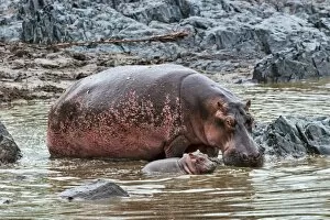 Images Dated 20th February 2014: Hippopotamuses -Hippopotamus amphibius-, cow with young, Serengeti, Tanzania