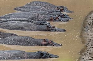 Images Dated 23rd September 2013: Hippopotamuses -Hippopotamus amphibius- lying next to each other in the water, Olare Orok river