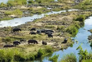 Images Dated 18th July 2007: Hippos -Hippopotamus amphibius-, herd at a River, Kruger National Park, South Africa