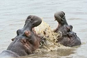 Images Dated 20th February 2014: Hippos -Hippopotamus amphibius- with their jaws wide open, Serengeti, Tanzania