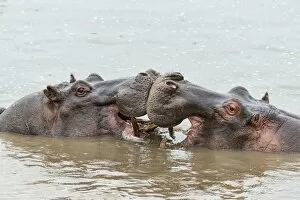 Images Dated 20th February 2014: Hippos -Hippopotamus amphibius-, Serengeti, Tanzania