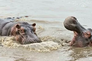 Images Dated 20th February 2014: Hippos -Hippopotamus amphibius-, Serengeti, Tanzania