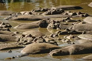 Images Dated 19th January 2010: Hippos Sleeping