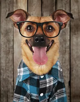Images Dated 31st August 2014: Hipster dog