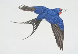 Feathers Collection: Hirundo rustica, Barn Swallow in flight opening its beak to catch insect, side view