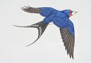 Mouth Open Prints: Hirundo rustica, Barn Swallow in flight opening its beak to catch insect, side view