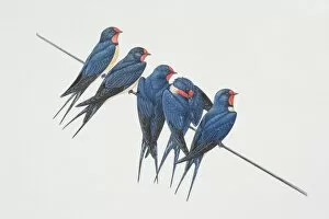 Five Animals Gallery: Hirundo rustica, five Barn Swallows perched on a wire