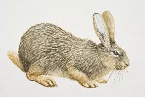 Images Dated 14th July 2006: Hispid Hare (caprolagus hispidus), crouching, side view