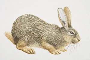 Crouching Prints: Hispid Hare (caprolagus hispidus), crouching, side view