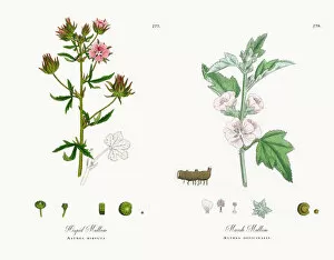 Images Dated 1st December 2017: Hispid Mallow, Althea hirsuta, Victorian Botanical Illustration, 1863