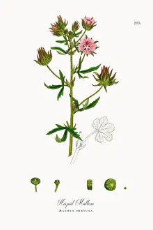 Hispid Mallow, Althea hirsuta, Victorian Botanical Illustration, 1863