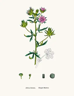 Marsh Mallow Plant Prints: Hispid mallow plant used to treat ulcer