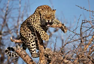 Uncultivated Collection: Hissing leopard on a tree in Namibia