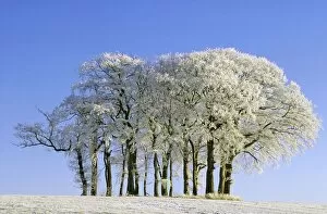 Images Dated 4th July 2006: Hoar Frost on the Leaves of Trees Against a Blue Sky
