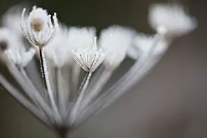 Images Dated 1st December 2019: Hoar Frost on Plant