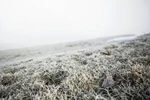 Images Dated 7th January 2013: Hoarfrost on a meadow, Trogen, Appenzell, Switzerland