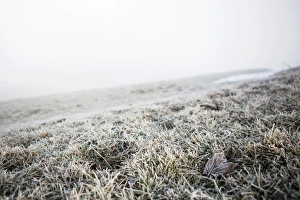 Images Dated 7th January 2013: Hoarfrost on a meadow, Trogen, Appenzell, Switzerland