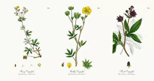 Images Dated 18th December 2017: Hoary Cinquefoil, Potentilla argentea, Victorian Botanical Illustration, 1863