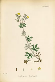 Images Dated 20th September 2017: Hoary Cinquefoil, Potentilla argentea, Victorian Botanical Illustration, 1863
