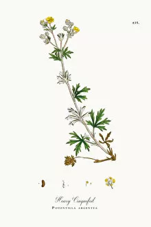 Images Dated 23rd October 2017: Hoary Cinquefoil, Potentilla argentea, Victorian Botanical Illustration, 1863