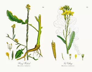 Images Dated 15th November 2017: Hoary Mustard, Brassica adpressa, Victorian Botanical Illustration, 1863