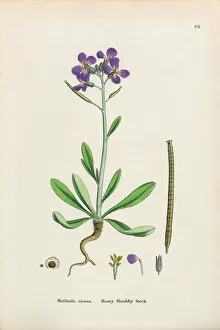 Images Dated 18th January 2017: Hoary Shrubby Stock, Matthiola Incana, Victorian Botanical Illustration, 1863