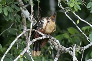 Madre De Dios Prints: Hoatzin -Opisthocomus hoazin-, Tambopata Nature Reserve, Madre de Dios Region, Peru