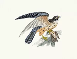 Paintings Gallery: Hobby small falcon bird of prey