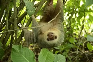 Hoffmanns two-toed sloth -Choloepus hoffmanni-, hanging upside down in a tree, La Fortuna, Costa Rica, Central America