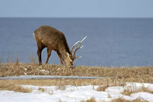 Images Dated 4th February 2013: Hokkaido sika deer, Spotted deer or Japanese deer -Cervus nippon yesoensis-, male, stag