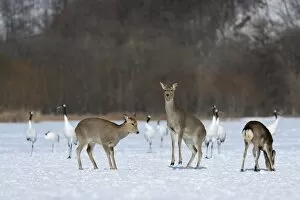 Images Dated 4th February 2013: Hokkaido sika deer, Spotted deer or Japanese deer -Cervus nippon yesoensis-, hinds