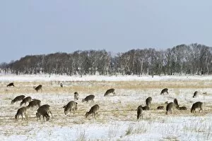 Images Dated 4th February 2013: Hokkaido sika deer, Spotted deer or Japanese deer -Cervus nippon yesoensis