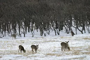 Images Dated 4th February 2013: Hokkaido sika deer, Spotted deer or Japanese deer -Cervus nippon yesoensis