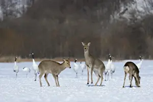 Hind Prints: Hokkaido sika deer, Spotted deer or Japanese deer -Cervus nippon yesoensis