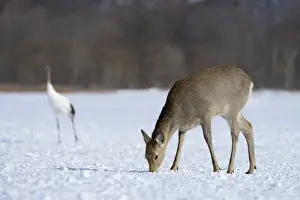 Hind Prints: Hokkaido sika deer, Spotted deer or Japanese deer -Cervus nippon yesoensis