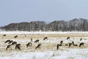 Pack Prints: Hokkaido sika deer, Spotted deer or Japanese deer -Cervus nippon yesoensis