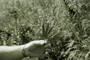 Nebraska Prints: Holding Marijuana Leaf