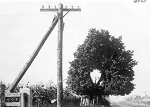 Utility Pole Prints: Hole In Tree Allows Telephone Wires Thru