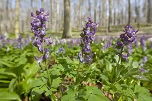 Images Dated 20th April 2013: Hollow larkspur -Corydalis cava-, blooming, Hainich National Park, Thuringia, Germany