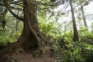 British Columbia Prints: A Hollow Old Growth Giant Redwood Tree Along The Path To South Beach In Pacific Rim National Park Near Tofino