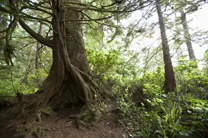 British Columbia Prints: A hollow old growth giant redwood tree along the path to South Beach in Pacific Rim National Park near Tofino; British