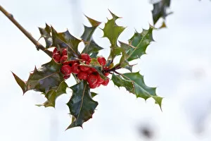 Images Dated 1st December 2017: Holly with Berries
