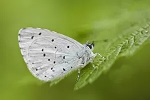 Images Dated 27th April 2011: Holly Blue -Celastrina argiolus-