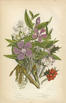 Images Dated 9th March 2016: Holly, Periwinkle, Privet, Ash, Christmas, Victorian Botanical Illustration
