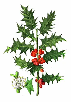 Holly Plant (Ilex aquifolium) - 1891 Antique Botanical Chromolithograph from Atlas d'Histoire Naturelle - Végétaux