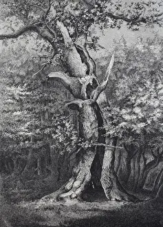 Great Prints: Holm oak in the Hasbruck, a 627-hectare oak and beech forest in the Oldenburg district of Lower Saxony